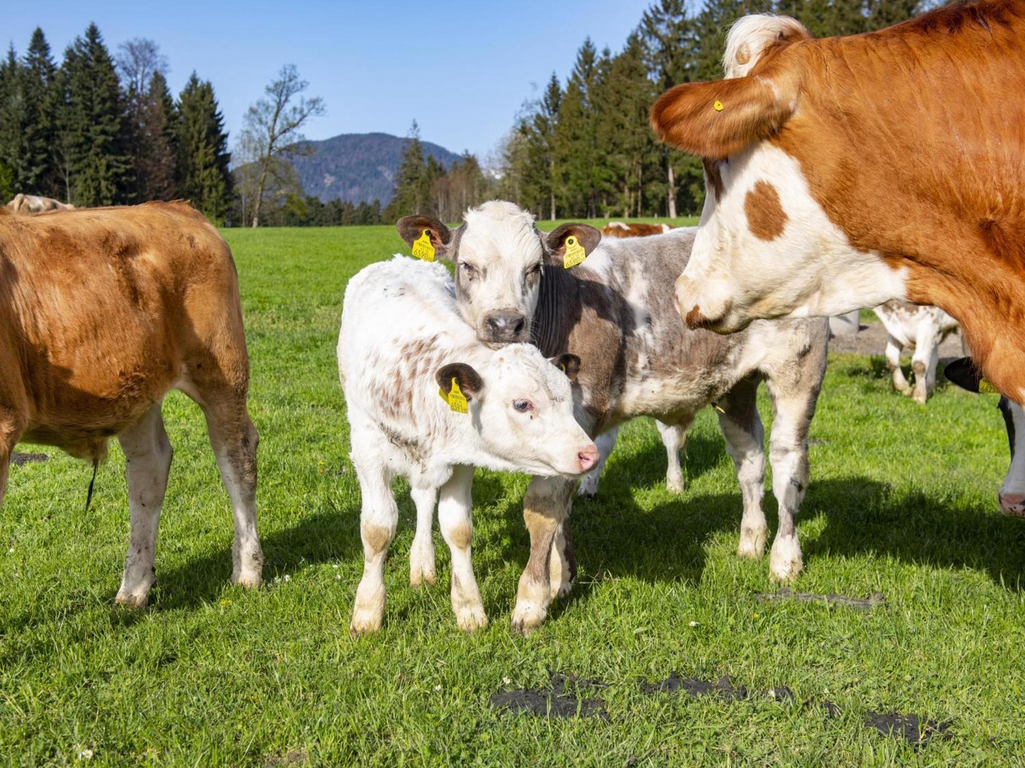 Auszeit Am Bauernhof Schwoich Exterior foto