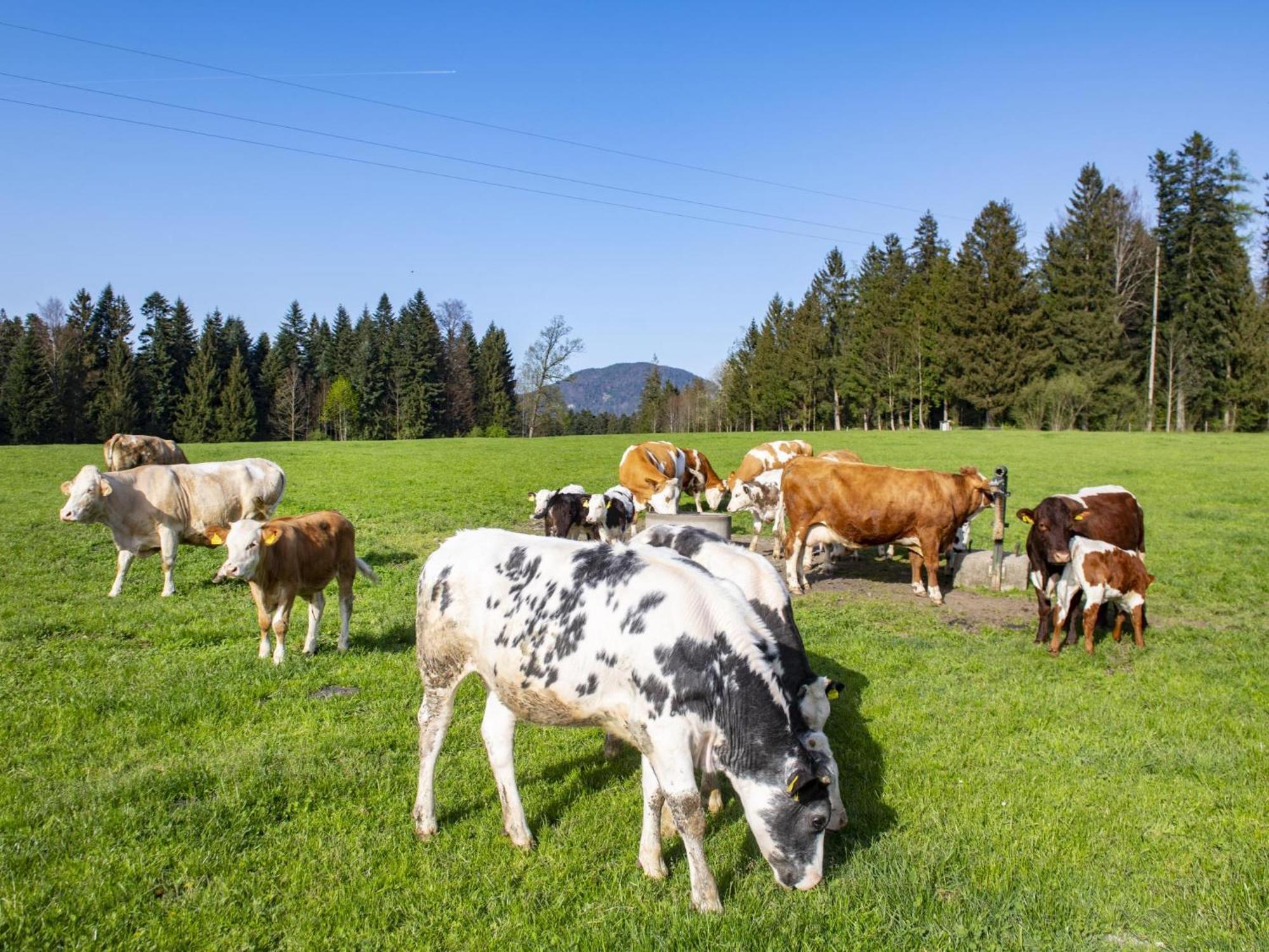 Auszeit Am Bauernhof Schwoich Exterior foto