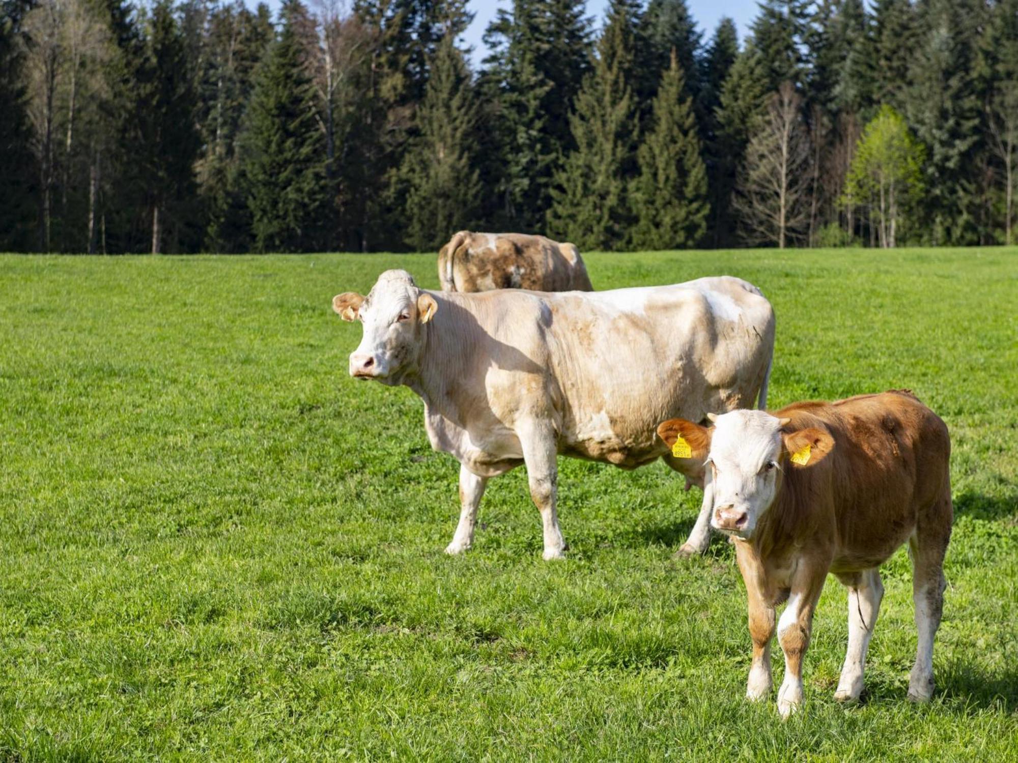 Auszeit Am Bauernhof Schwoich Exterior foto