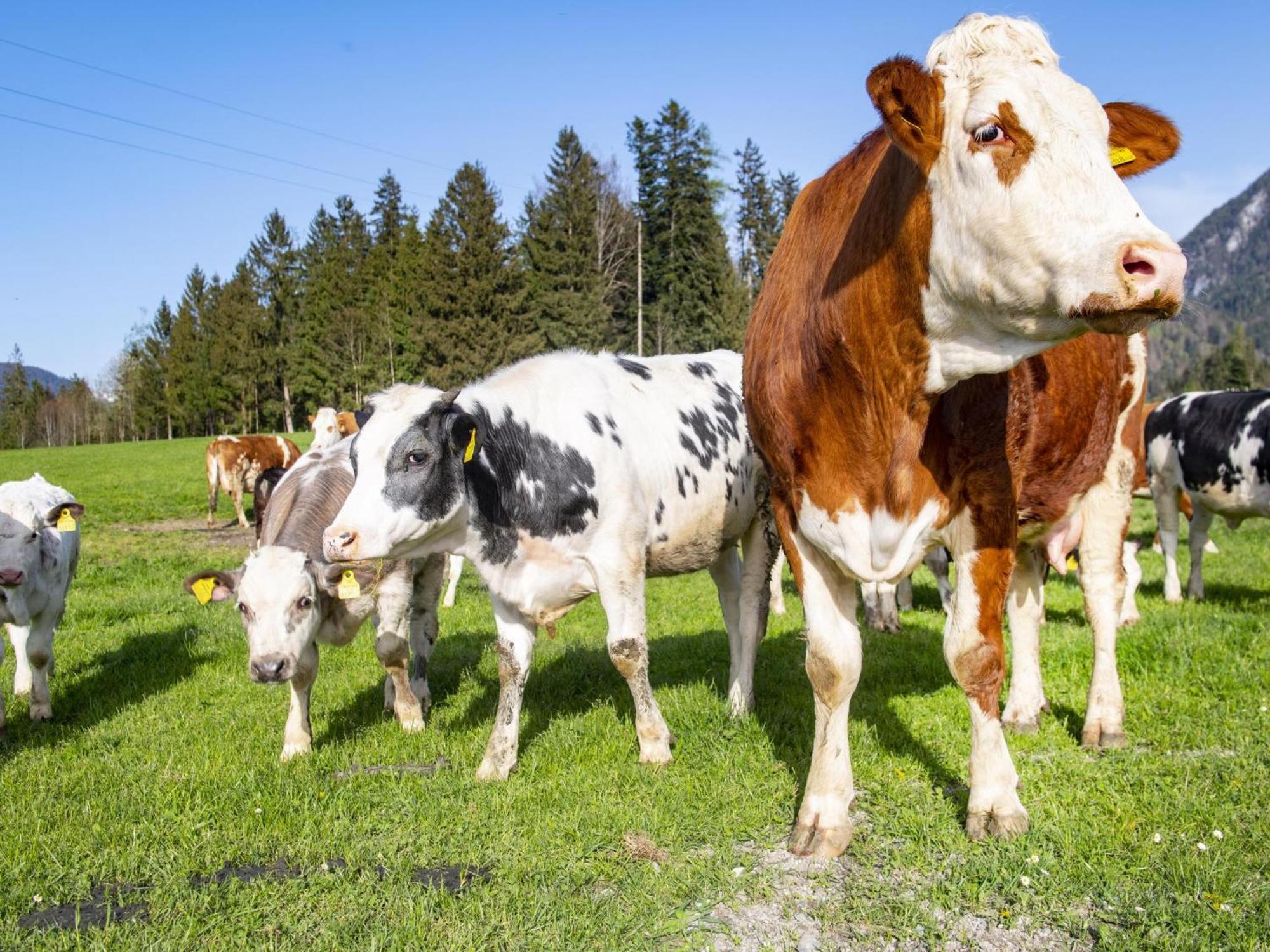 Auszeit Am Bauernhof Schwoich Exterior foto
